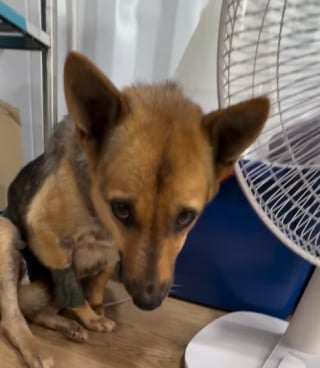 Illustration de l'article : Un sauveteur prend une décision qui change radicalement la vie du chien le plus traumatisé qu'il ait sauvé
