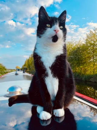Illustration de l'article : Autrefois abandonné dans un sac poubelle, ce chat profite désormais d'une nouvelle vie de rêve en voguant avec son maître sur les canaux
