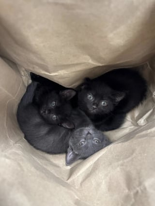 Illustration de l'article : Un trio de chatons passe de l'abandon dans un sac en papier au bord d'une autoroute à une nouvelle vie au sein de familles aimantes
