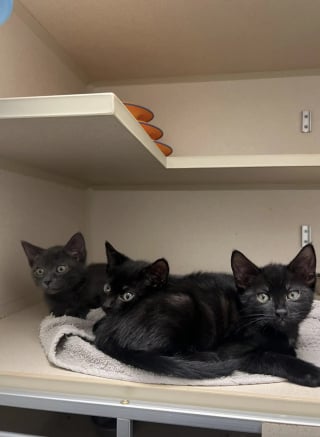 Illustration de l'article : Un trio de chatons passe de l'abandon dans un sac en papier au bord d'une autoroute à une nouvelle vie au sein de familles aimantes
