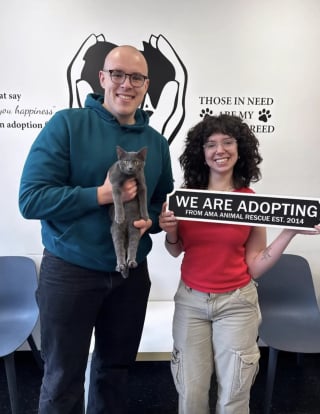 Illustration de l'article : Un trio de chatons passe de l'abandon dans un sac en papier au bord d'une autoroute à une nouvelle vie au sein de familles aimantes