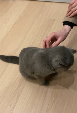Illustration de l'article : En quelques heures, une offre d’emploi pour une garde de chat originale obtient plus de 200 candidatures