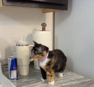 Illustration de l'article : Elle sauve un chat dans une grange et découvre qu’il ne sera jamais comme les autres à cause d’une particularité (vidéo) 