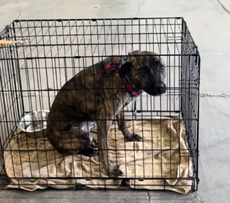 Illustration de l'article : Après avoir vécu 2 ans d’échecs et avoir été ignorée lors d’un évènement d’adoption, cette chienne attend toujours sa famille pour la vie