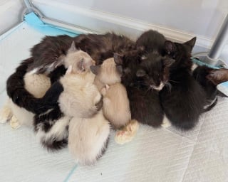 Illustration de l'article : Aidée par une équipe de bénévoles, une maman chat débordée par sa portée de 8 petits retrouve peu à peu énergie et vitalité (vidéo)