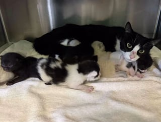 Illustration de l'article : Aidée par une équipe de bénévoles, une maman chat débordée par sa portée de 8 petits retrouve peu à peu énergie et vitalité (vidéo)