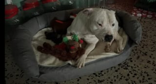 Illustration de l'article : Tombée sous le charme d’un chien vivant dans la rue, cette femme est prête à donner 50 000 euros à ses maîtres pour obtenir un droit d’adoption