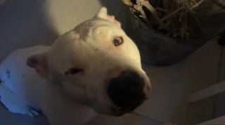 Illustration de l'article : Tombée sous le charme d’un chien vivant dans la rue, cette femme est prête à donner 50 000 euros à ses maîtres pour obtenir un droit d’adoption