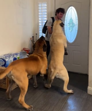 Illustration de l'article : 2 Mastiffs explosent de joie en voyant rentrer leur frère humain parti depuis des mois (vidéo)