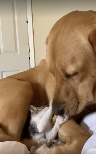 Illustration de l'article : Après avoir creusé un gros trou près de la clôture de son jardin, cette chienne rencontre enfin sa meilleure amie (vidéo)