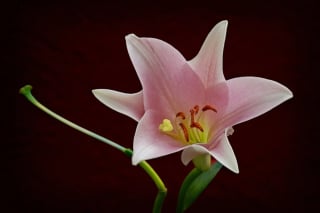 Illustration de l'article : 12 plantes d’intérieur que vous devriez tenir à distance de votre chat 