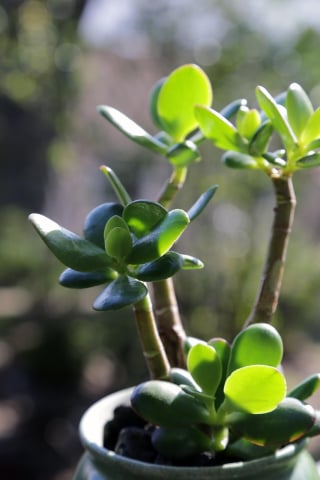 Illustration de l'article : 12 plantes d’intérieur que vous devriez tenir à distance de votre chat 