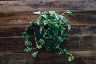 Illustration de l'article : 12 plantes d’intérieur que vous devriez tenir à distance de votre chat 