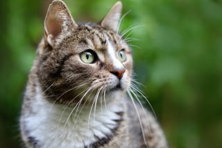 Illustration de l'article : 12 plantes d’intérieur que vous devriez tenir à distance de votre chat 