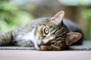 Illustration de l'article : 12 plantes d’intérieur que vous devriez tenir à distance de votre chat 