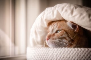 Illustration de l'article : 20 photos montrant des chats sous toutes leurs facettes