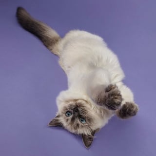 Illustration de l'article : 20 photos montrant des chats sous toutes leurs facettes