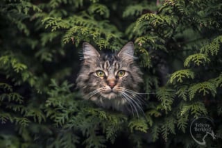 Illustration de l'article : 20 photos montrant des chats sous toutes leurs facettes