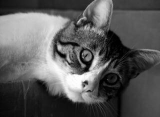Illustration de l'article : 20 photos montrant des chats sous toutes leurs facettes