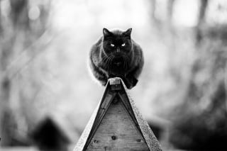 Illustration de l'article : 20 photos montrant des chats sous toutes leurs facettes