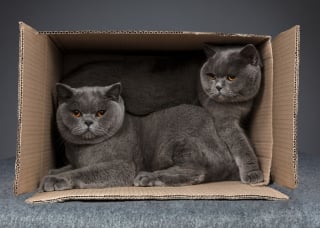 Illustration de l'article : 20 photos montrant des chats sous toutes leurs facettes