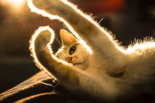Illustration de l'article : 20 photos montrant des chats sous toutes leurs facettes