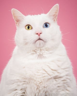 Illustration de l'article : 20 photos montrant des chats sous toutes leurs facettes