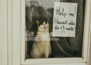 Illustration de l'article : 20 photos montrant des chats sous toutes leurs facettes