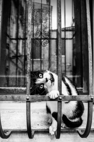 Illustration de l'article : 20 photos montrant des chats sous toutes leurs facettes
