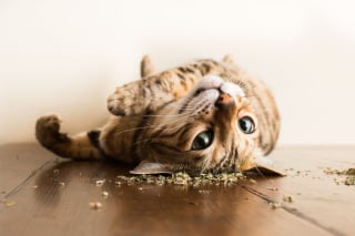 Illustration de l'article : 20 photos montrant des chats sous toutes leurs facettes