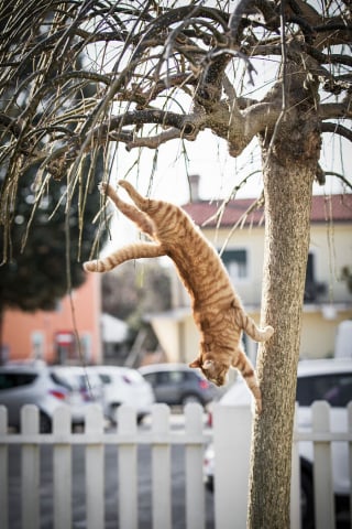Illustration de l'article : 20 photos montrant des chats sous toutes leurs facettes