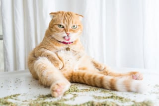 Illustration de l'article : 20 photos montrant des chats sous toutes leurs facettes