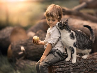 Illustration de l'article : 20 photos montrant des chats sous toutes leurs facettes