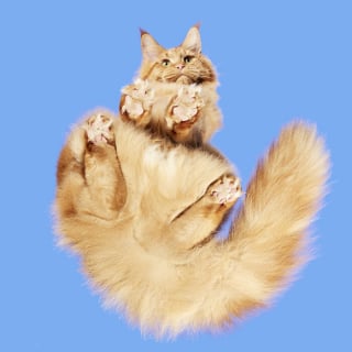 Illustration de l'article : 20 photos montrant des chats sous toutes leurs facettes