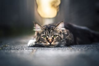 Illustration de l'article : 20 photos montrant des chats sous toutes leurs facettes