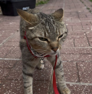 Illustration de l'article : 16 chats dont les oreilles expriment leur côté hilarant