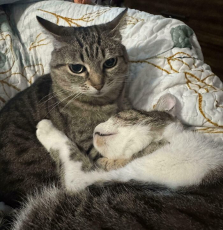 Illustration de l'article : 16 chats dont les oreilles expriment leur côté hilarant