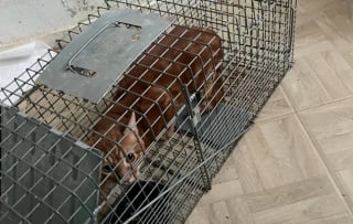 Illustration de l'article : Un chien aveugle et 5 chats sauvés d'un logement insalubre obtiennent une chance de vivre une vie meilleure