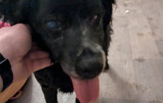 Illustration de l'article : Un chien aveugle et 5 chats sauvés d'un logement insalubre obtiennent une chance de vivre une vie meilleure