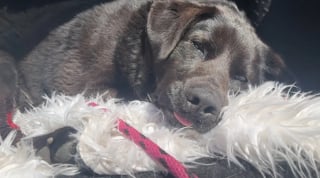 Illustration de l'article : Dévouée et loyale, une chienne refuse d’abandonner sa meilleure amie blessée sur l’autoroute