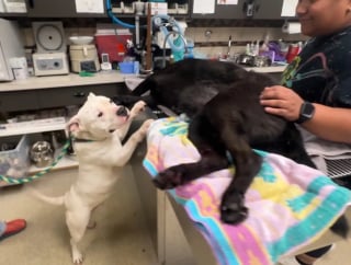 Illustration de l'article : Dévouée et loyale, une chienne refuse d’abandonner sa meilleure amie blessée sur l’autoroute