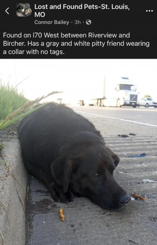 Illustration de l'article : Dévouée et loyale, une chienne refuse d’abandonner sa meilleure amie blessée sur l’autoroute