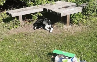 Illustration de l'article : Abandonné avec ses affaires éparpillées sur le sol, ce chien recroquevillé sous un banc réapprend à faire confiance