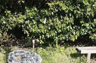 Illustration de l'article : Abandonné avec ses affaires éparpillées sur le sol, ce chien recroquevillé sous un banc réapprend à faire confiance