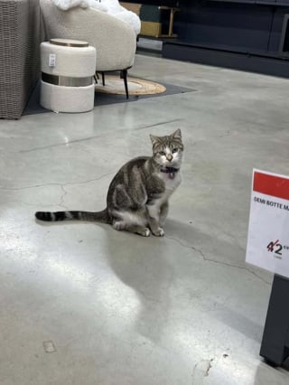 Illustration de l'article : La disparition de la chatte mascotte d'un magasin de jardinage suscite 3 jours d'inquiétude et une formidable mobilisation