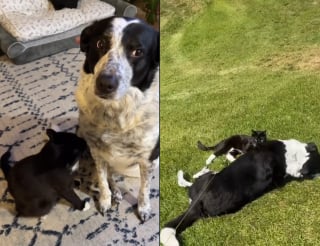 Illustration de l'article : La relation drôle et touchante entre un chat "pot-de-colle" récemment adopté et le chien dont il ne respecte jamais l'espace privé (vidéo)