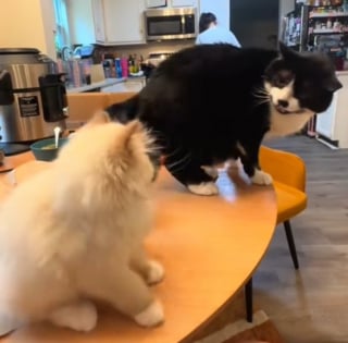 Illustration de l'article : Le cinglant rappel à l'ordre d'un chat adulte à son jeune congénère ayant pris sa queue pour un jouet (vidéo)