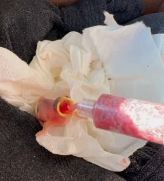 Illustration de l'article : En découvrant un oisillon orphelin dans le jardin, une chienne le sauve et l'aide à mener la vie heureuse dont il aurait été privé sans elle