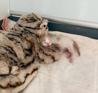 Illustration de l'article : Un chaton abandonné par sa maman à la naissance trouve du réconfort auprès d’un autre petit félin esseulé (vidéo)
