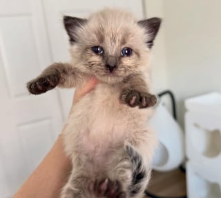Illustration de l'article : Un chaton abandonné par sa maman à la naissance trouve du réconfort auprès d’un autre petit félin esseulé (vidéo)